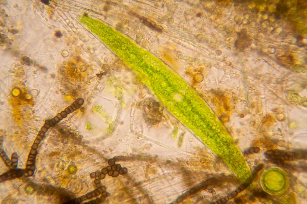 Fresh Pond Water Plankton Algae Microscope Nostoc Commune Green Algae — Stock Photo, Image