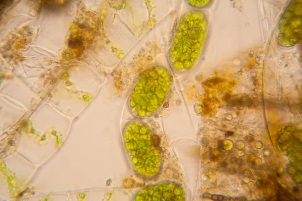 Plâncton Água Fresca Algas Microscópio Spirogyra — Fotografia de Stock