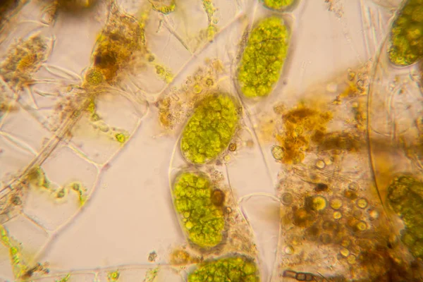 Taze su birikintisi su planktonları ve yosun, mikroskop. Spirogyra