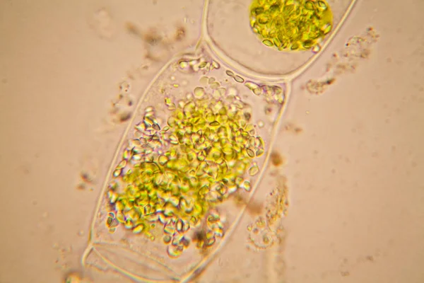 Taze su birikintisi su planktonları ve yosun, mikroskop. Spirogyra