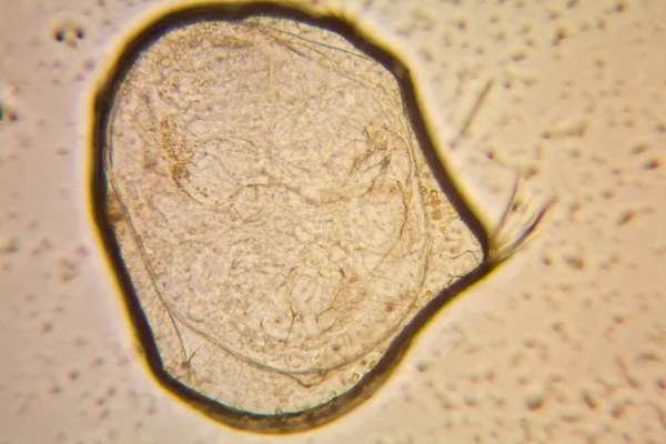 Taze su birikintisi su planktonları ve yosun, mikroskop