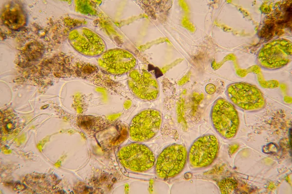 淡水池塘水浮游生物和藻类在显微镜下 Spirogyra — 图库照片