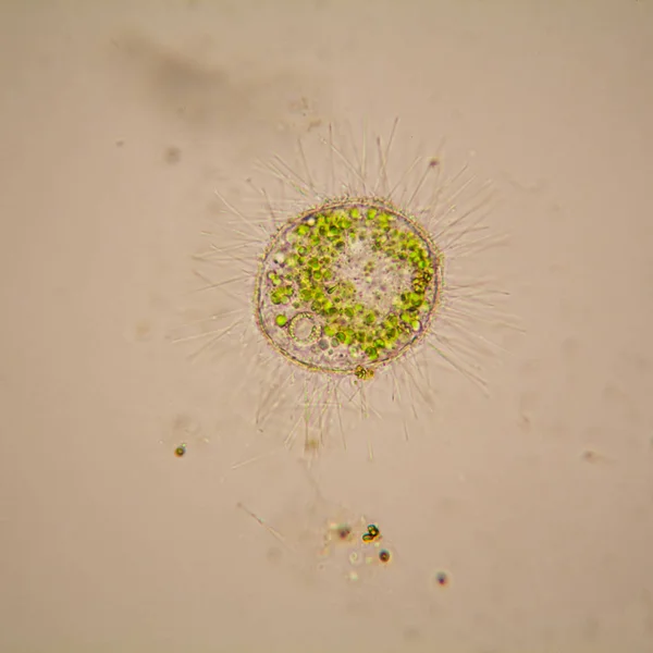 Fresh Pond Water Plankton Algae Microscope Volvox Aureus — Stock Photo, Image