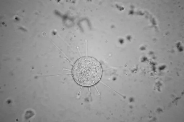 Taze Birikintisi Planktonları Yosun Mikroskop — Stok fotoğraf