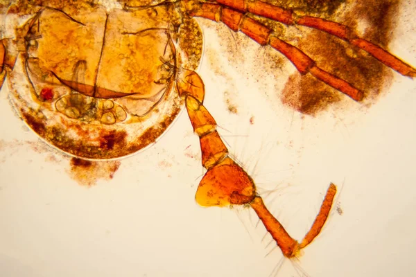 Taze su birikintisi su planktonları ve yosun, mikroskop. Gölet akar, vücut parçaları