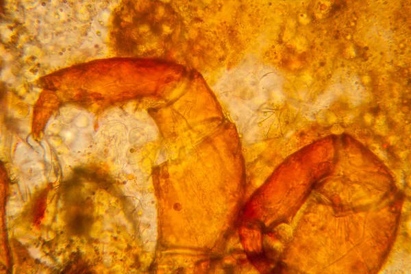 Taze su birikintisi su planktonları ve yosun, mikroskop. Gölet akar, vücut parçaları