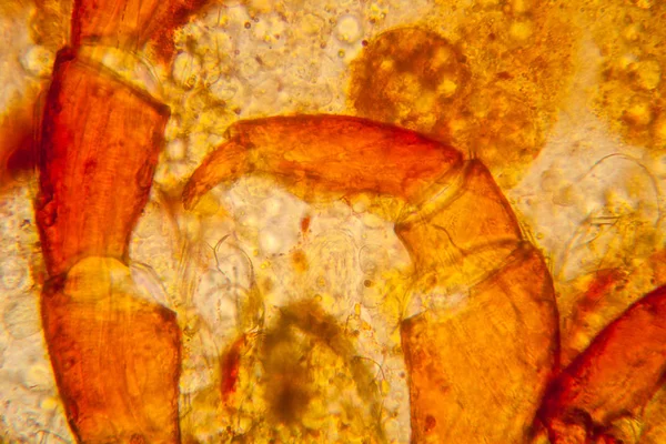 Taze su birikintisi su planktonları ve yosun, mikroskop. Gölet akar, vücut parçaları