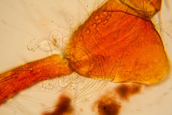 Süßwasser Plankton Und Algen Mikroskop Teichmilbe Körperteile — Stockfoto