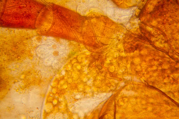 Świeży Staw Wody Plankton Algi Mikroskopie Staw Roztocza Części Ciała — Zdjęcie stockowe
