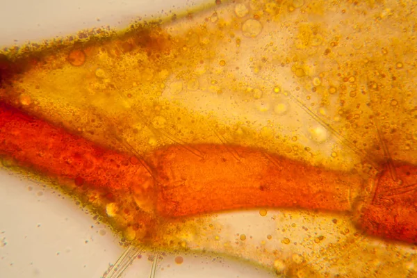 Plancton Agua Dulce Algas Microscopio Ácaro Del Estanque Partes Del — Foto de Stock