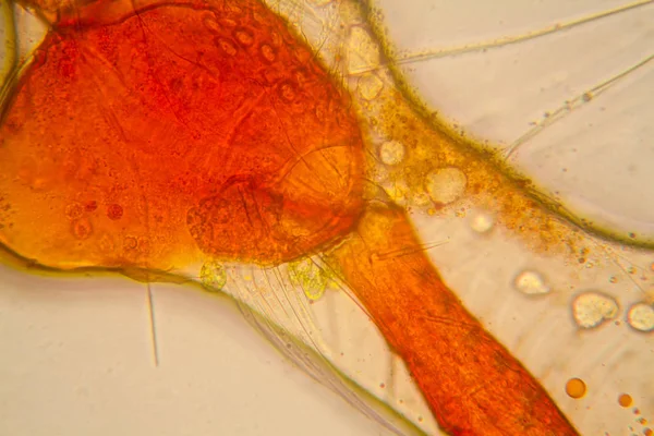Taze Birikintisi Planktonları Yosun Mikroskop Gölet Akar Vücut Parçaları — Stok fotoğraf