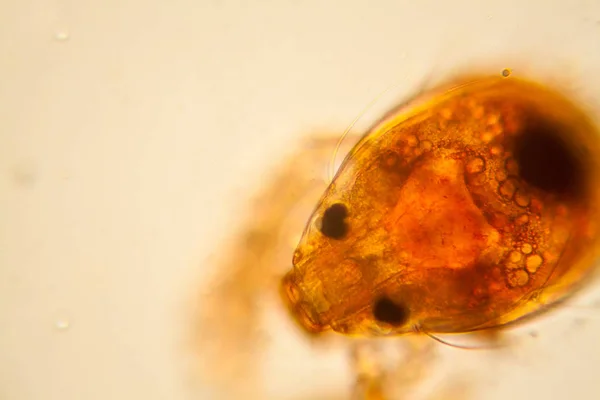 Čerstvé Rybníka Vodní Plankton Řasy Mikroskopu Roztoč Rybník — Stock fotografie