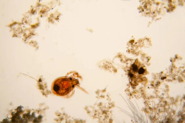 Fresh Pond Water Plankton Algae Microscope Pond Mite — Stock Photo, Image