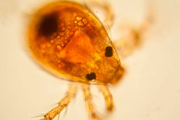 Čerstvé Rybníka Vodní Plankton Řasy Mikroskopu Roztoč Rybník — Stock fotografie