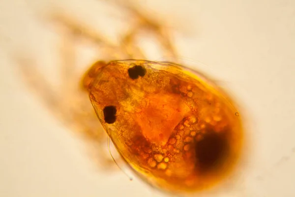 Čerstvé Rybníka Vodní Plankton Řasy Mikroskopu Roztoč Rybník — Stock fotografie