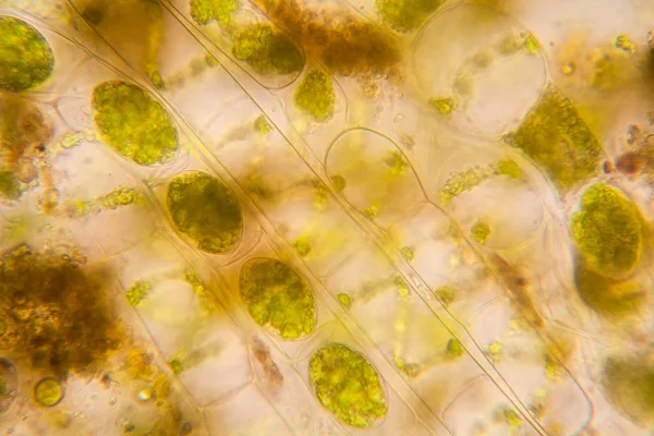 Taze su birikintisi su planktonları ve yosun, mikroskop. Spirogyra