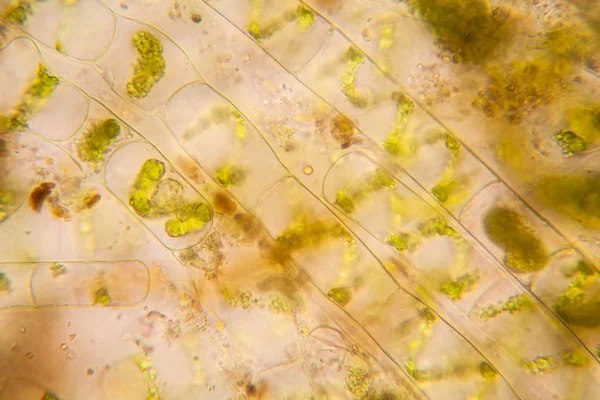 Taze su birikintisi su planktonları ve yosun, mikroskop. Spirogyra