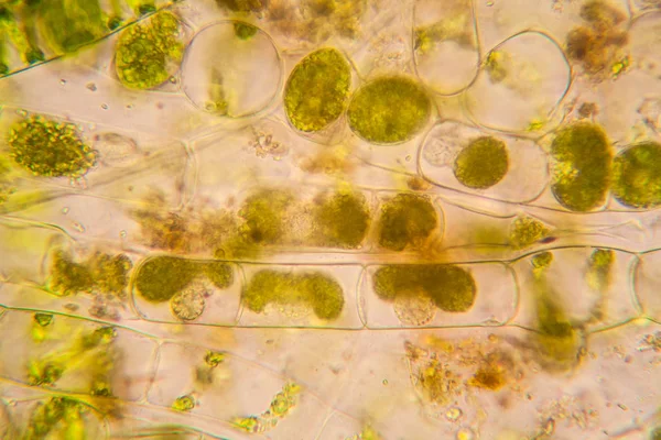 淡水池塘水浮游生物和藻类在显微镜下 Spirogyra — 图库照片