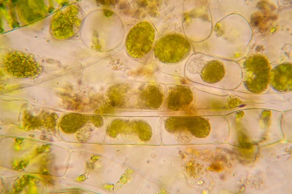 淡水池塘水浮游生物和藻类在显微镜下 Spirogyra — 图库照片