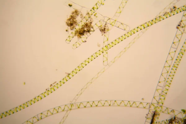 淡水池塘水浮游生物和藻类在显微镜下 Spirogyra — 图库照片