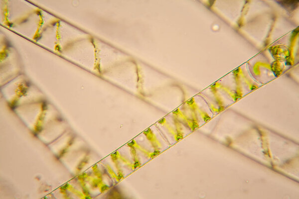 Fresh pond water plankton and algae at the microscope. Spirogyra