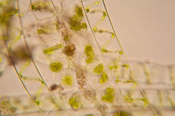 Taze su birikintisi su planktonları ve yosun, mikroskop. Spirogyra