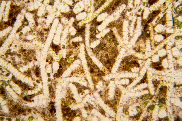 Taze su birikintisi su planktonları ve yosun, mikroskop. Spirogyra