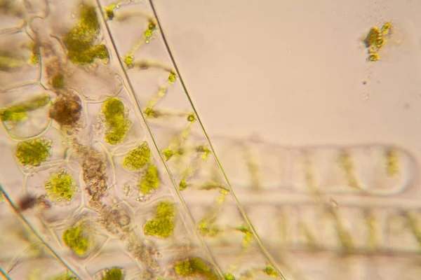 Plâncton Água Fresca Algas Microscópio Spirogyra — Fotografia de Stock