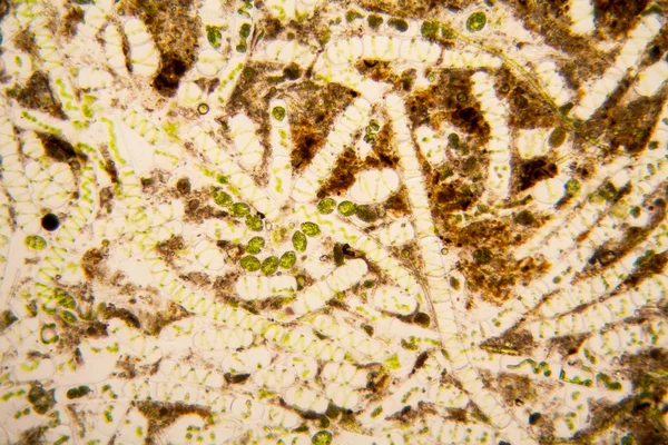 Čerstvé Rybníka Vodní Plankton Řasy Mikroskopu Spirogyra — Stock fotografie