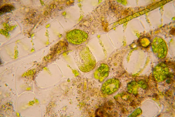 Plâncton Água Fresca Algas Microscópio Spirogyra — Fotografia de Stock