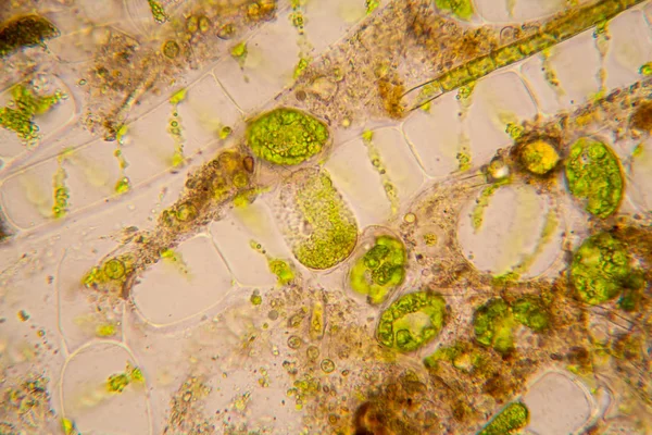 Fresh Pond Water Plankton Algae Microscope Spirogyra — Stock Photo, Image