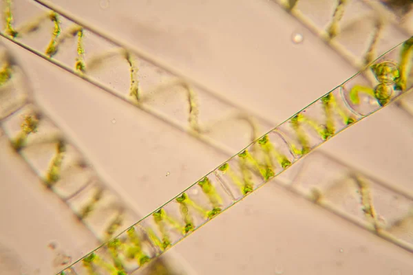 Süßwasser Plankton Und Algen Mikroskop Spirogyra Stockbild