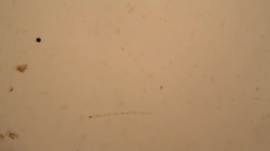 Taze su birikintisi su planktonları ve yosun, mikroskop