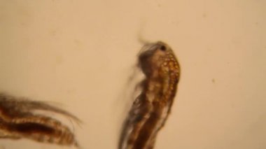 Taze su birikintisi su planktonları ve yosun, mikroskop. Copepod