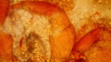 Taze su birikintisi su planktonları ve yosun, mikroskop. Gölet akar, vücut parçaları