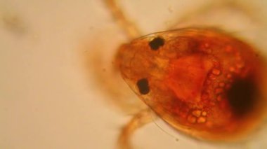 Taze su birikintisi su planktonları ve yosun, mikroskop. Gölet akar