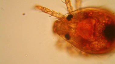 Taze su birikintisi su planktonları ve yosun, mikroskop. Gölet akar