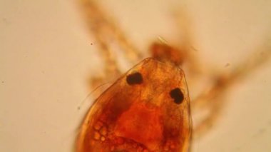 Taze su birikintisi su planktonları ve yosun, mikroskop. Gölet akar