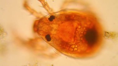 Taze su birikintisi su planktonları ve yosun, mikroskop. Gölet akar