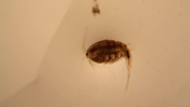 Plancton d'eau douce de l'étang et algues au microscope. Copépode 
