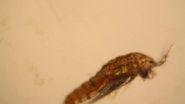 Färsk Damm Vatten Plankton Och Alger Vid Mikroskopet Hoppkräftor — Stockvideo