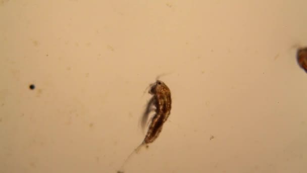 Plancton d'eau douce de l'étang et algues au microscope. Copépode 