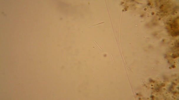 신선한 플랑크톤과 조류는 현미경에 — 비디오