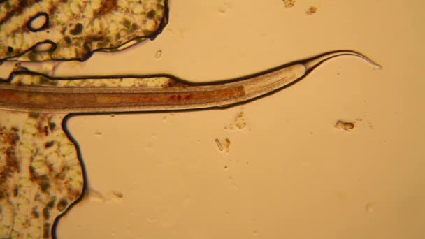 Plancton Agua Dulce Algas Microscopio Nematodo — Vídeos de Stock