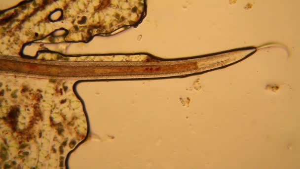 Färsk Damm Vatten Plankton Och Alger Vid Mikroskopet Nematoden — Stockvideo