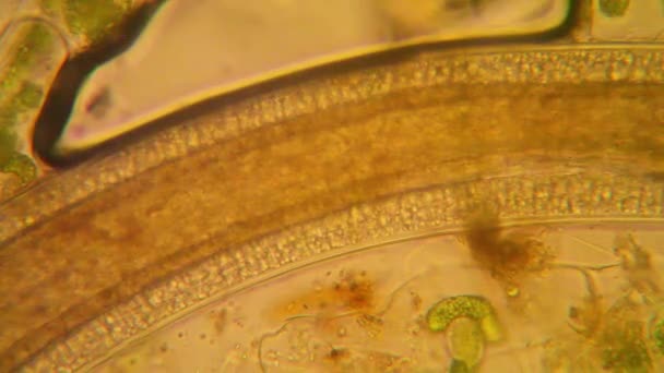 Fresh Pond Water Plankton Algae Microscope Nematode — Stock Video