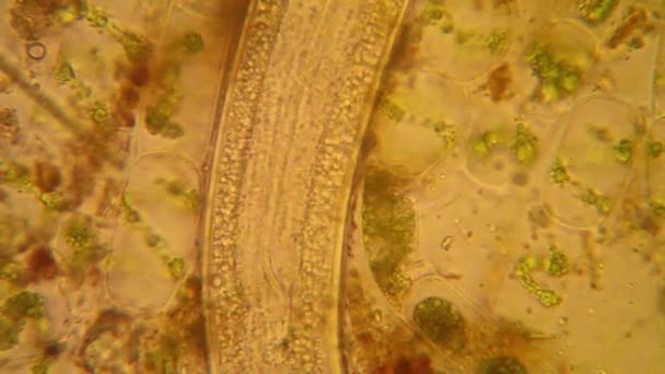 Färsk Damm Vatten Plankton Och Alger Vid Mikroskopet Nematoden — Stockvideo