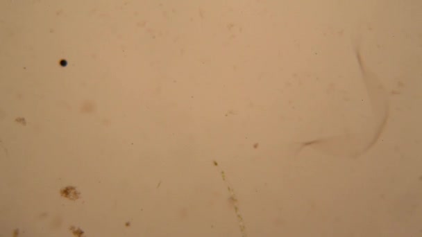 Свіжий Планктон Води Ставку Водорості Мікроскопі Нематоде — стокове відео