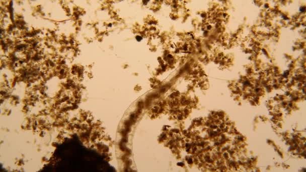 Färsk Damm Vatten Plankton Och Alger Vid Mikroskopet Nematoden — Stockvideo