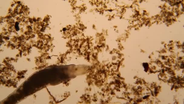 Verse Vijver Water Plankton Algen Microscoop Nematode — Stockvideo